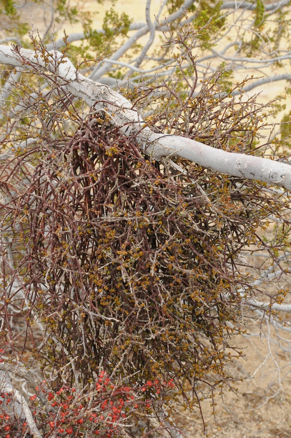 Image of Phoradendron californicum specimen.