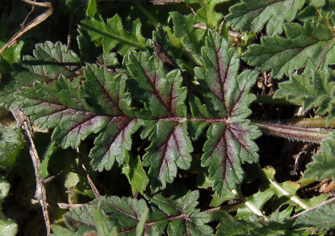 Image of Erodium hoefftianum specimen.