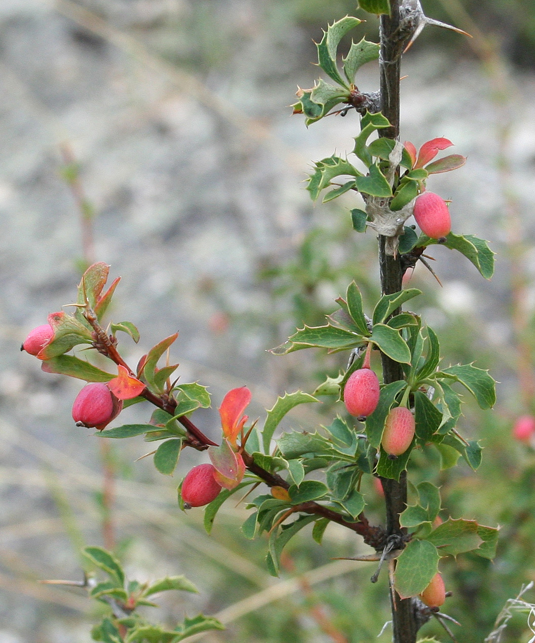 Image of Berberis sibirica specimen.
