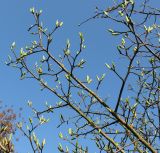Mespilus germanica