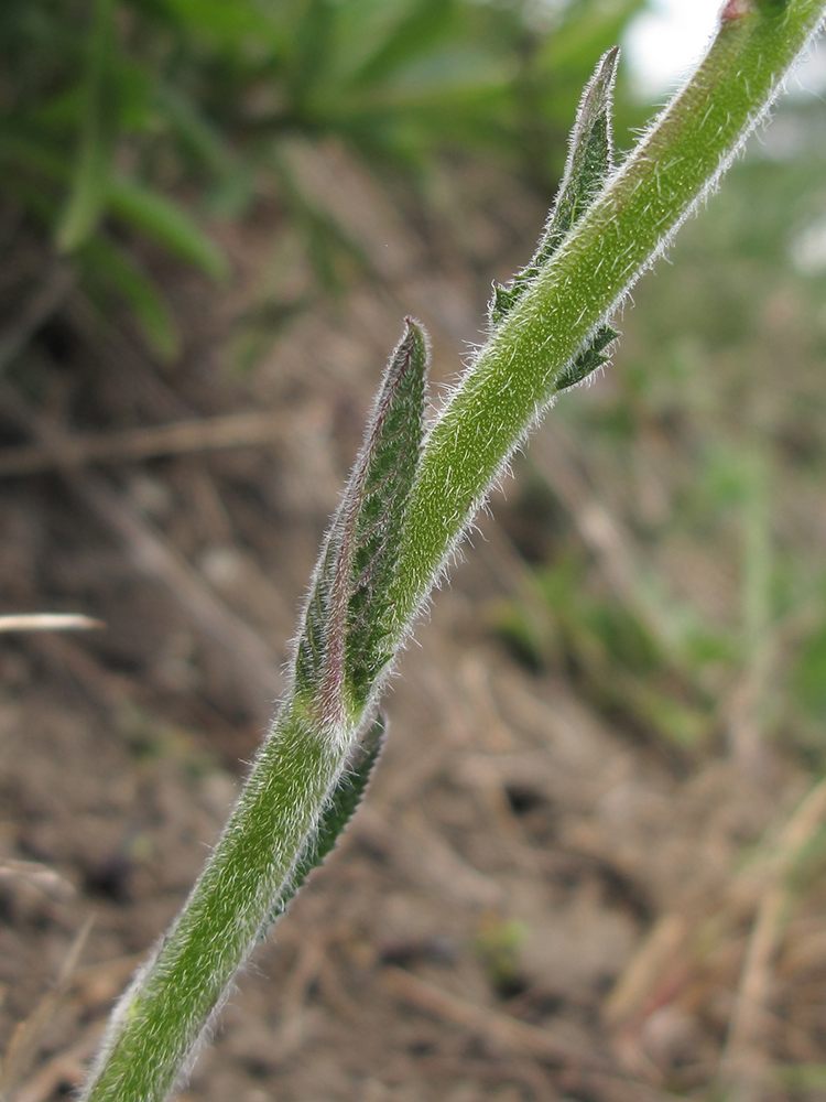 Изображение особи Verbascum phoeniceum.