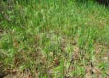 Anisantha tectorum