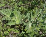 Heracleum stevenii