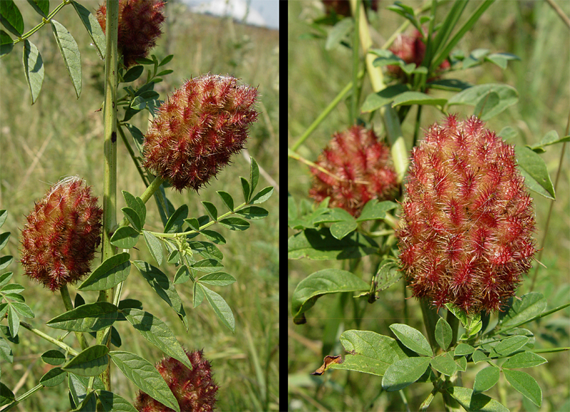 Image of Glycyrrhiza foetidissima specimen.