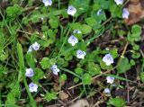 Veronica filiformis. Цветущие растения. Краснодарский край, Апшеронский р-н, окр. пос. Мезмай, Гуамское ущелье. 01.05.2014.