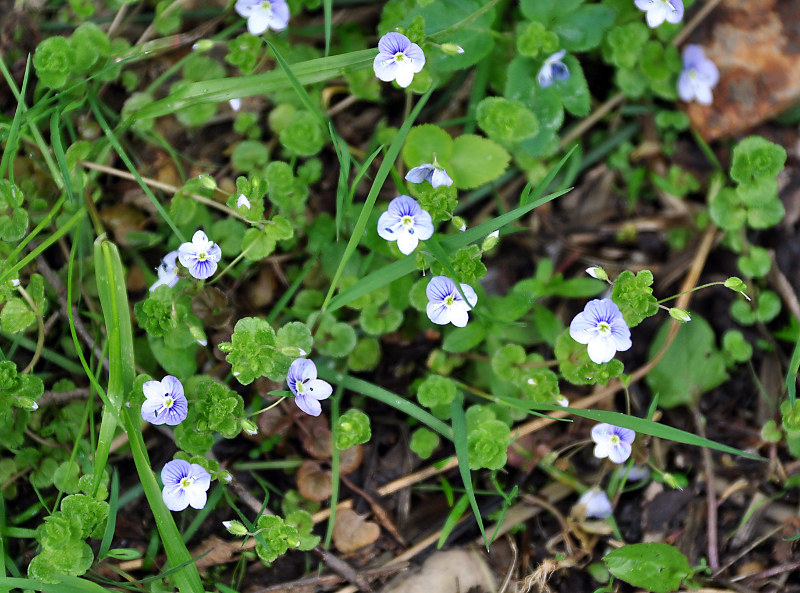 Изображение особи Veronica filiformis.