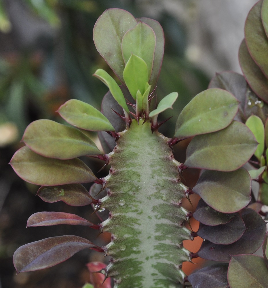 Изображение особи Euphorbia trigona.