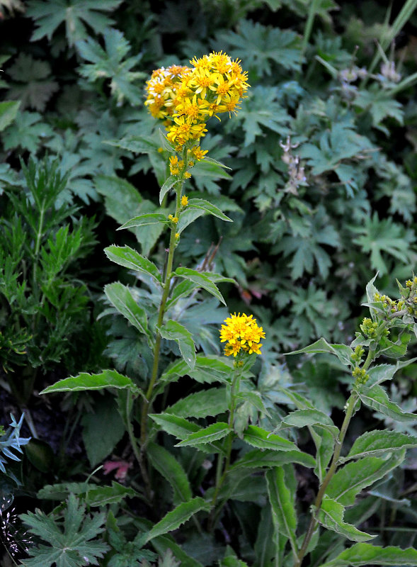 Изображение особи Solidago cuprea.