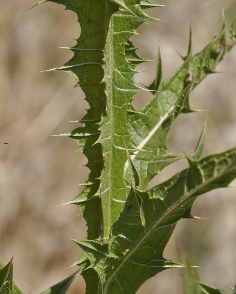 Image of Onopordum tauricum specimen.