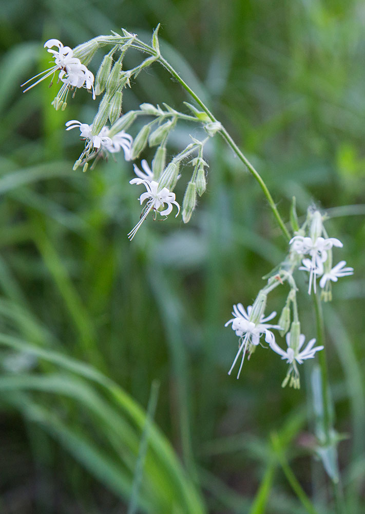 Image of Silene nutans specimen.