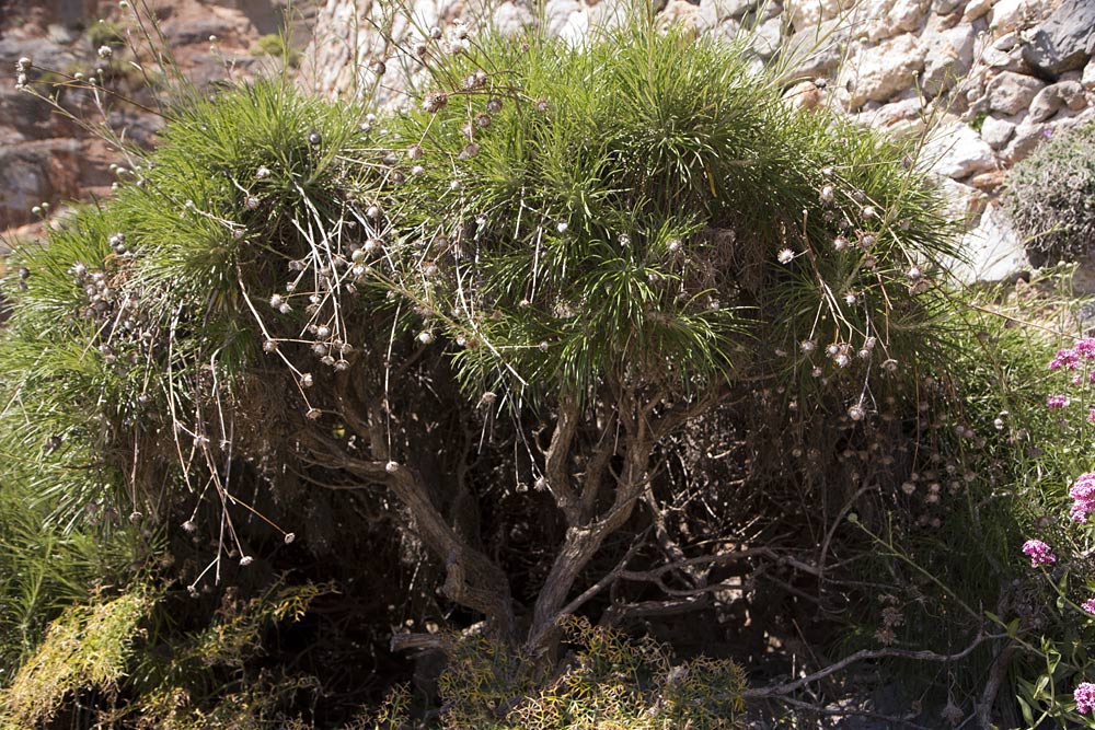 Image of Ptilostemon chamaepeuce specimen.