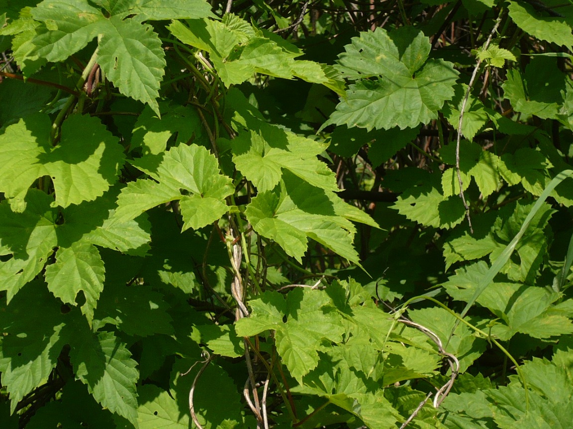 Изображение особи Humulus lupulus.