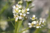 Lepidium turczaninowii