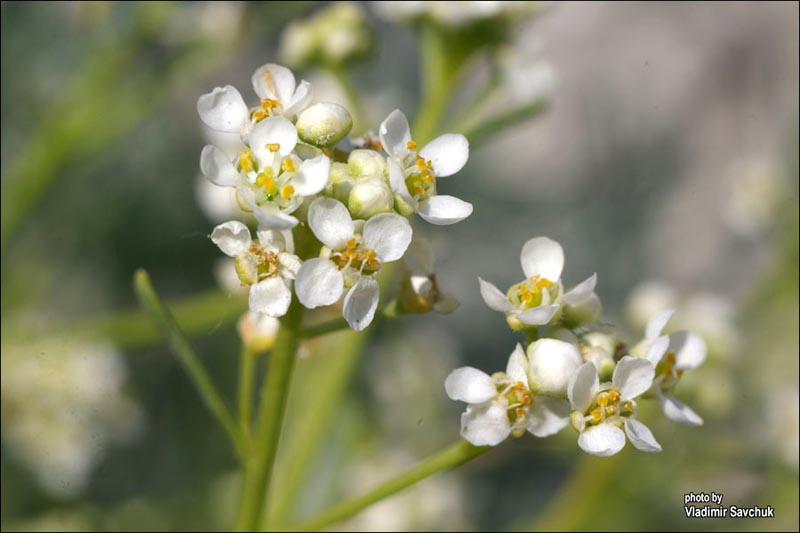 Изображение особи Lepidium turczaninowii.