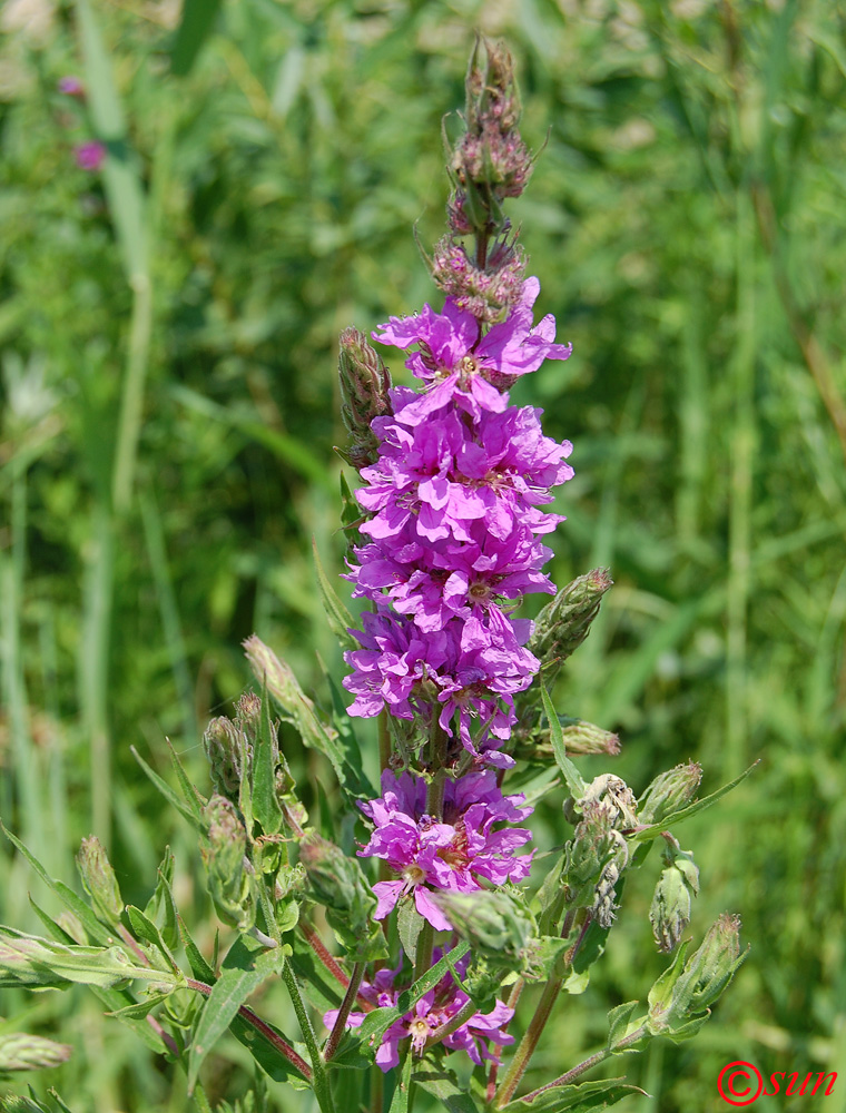Image of Lythrum salicaria specimen.