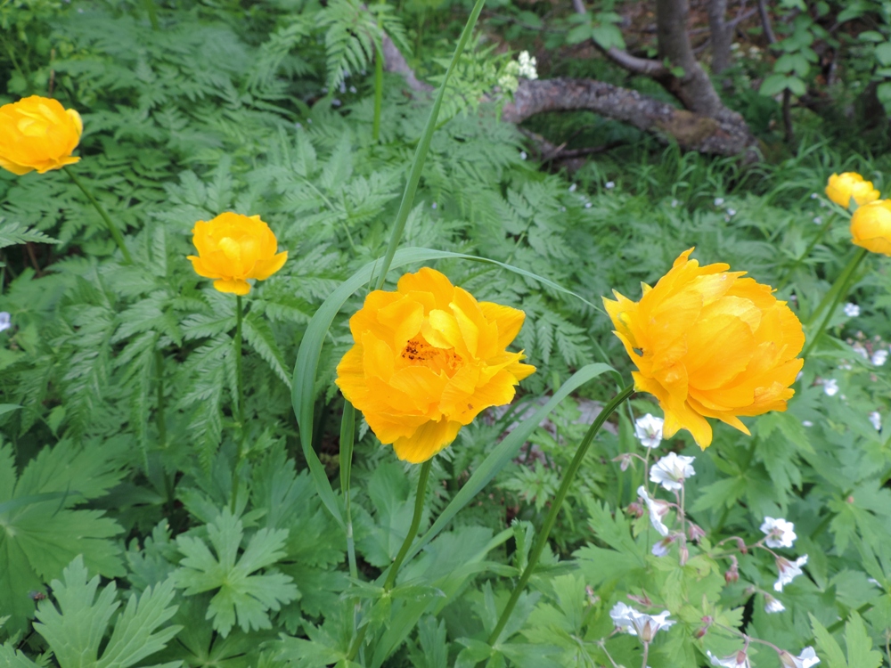 Изображение особи Trollius apertus.