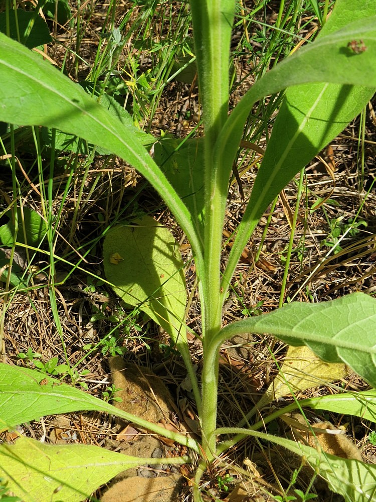 Изображение особи Verbascum thapsus.