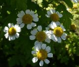 Pyrethrum parthenium