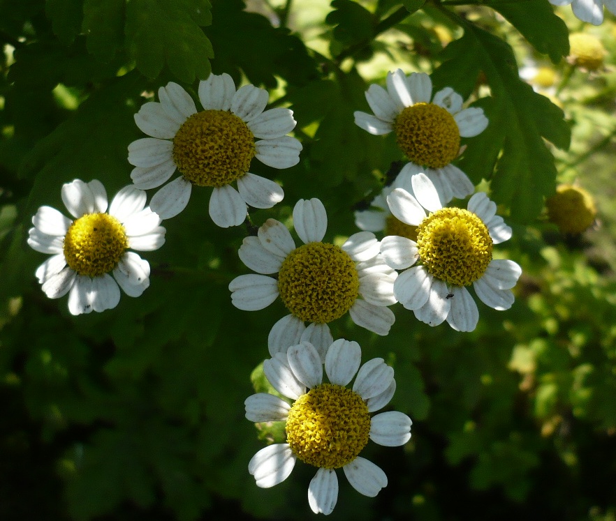 Изображение особи Pyrethrum parthenium.