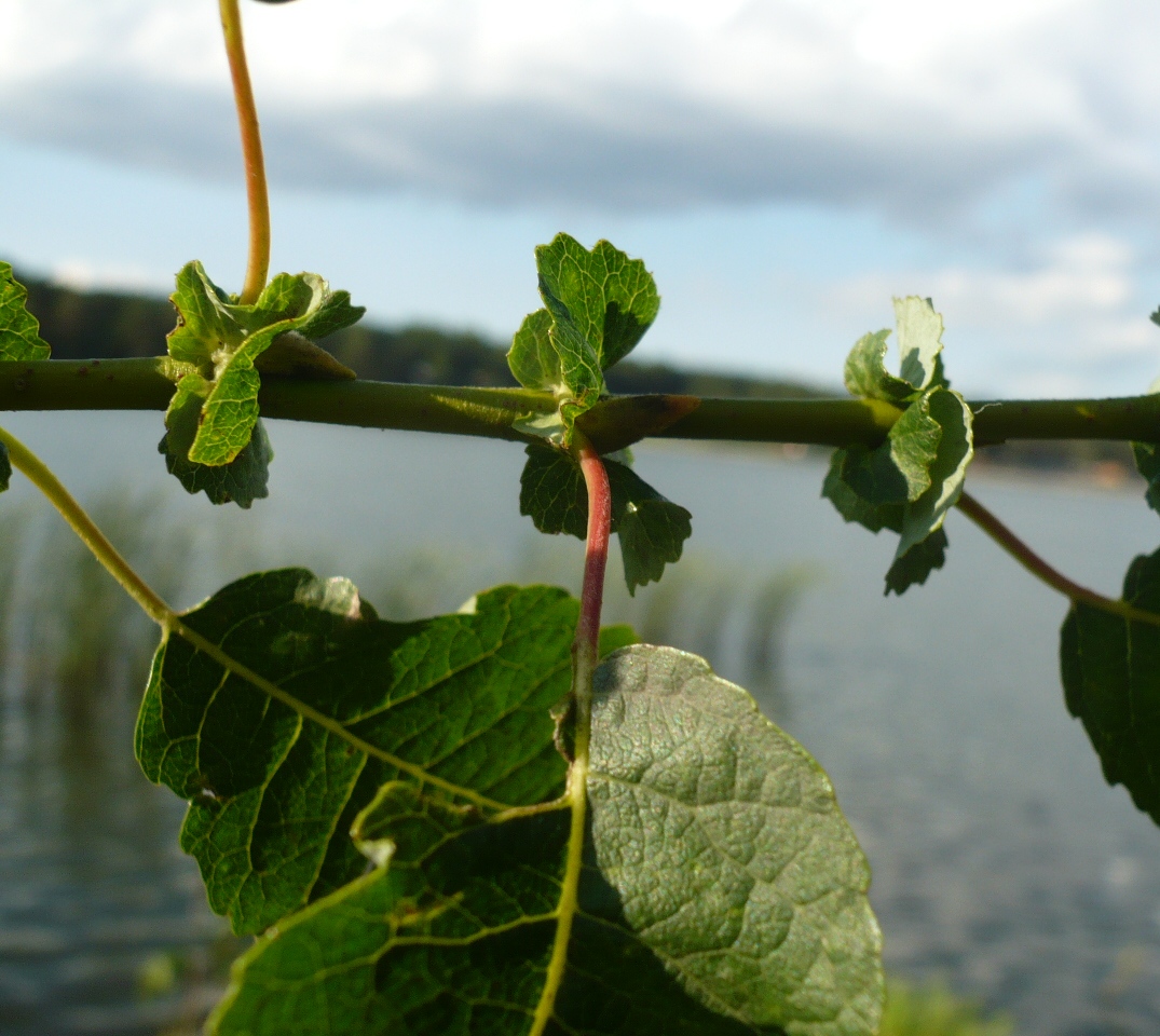 Image of Salix pyrolifolia specimen.