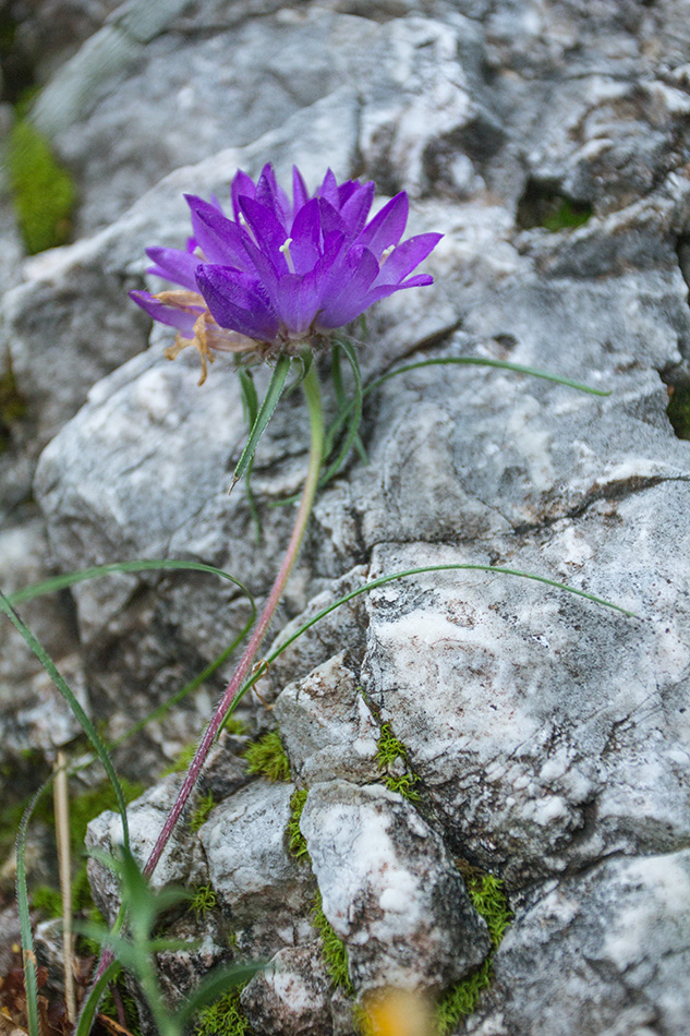 Image of Edraianthus tenuifolius specimen.