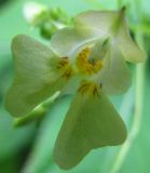 Impatiens parviflora. Цветок. Курская обл., Железногорский р-н, пос. Каменец, дачи Жуковец, плодовый сад. 25 июля 2009 г.