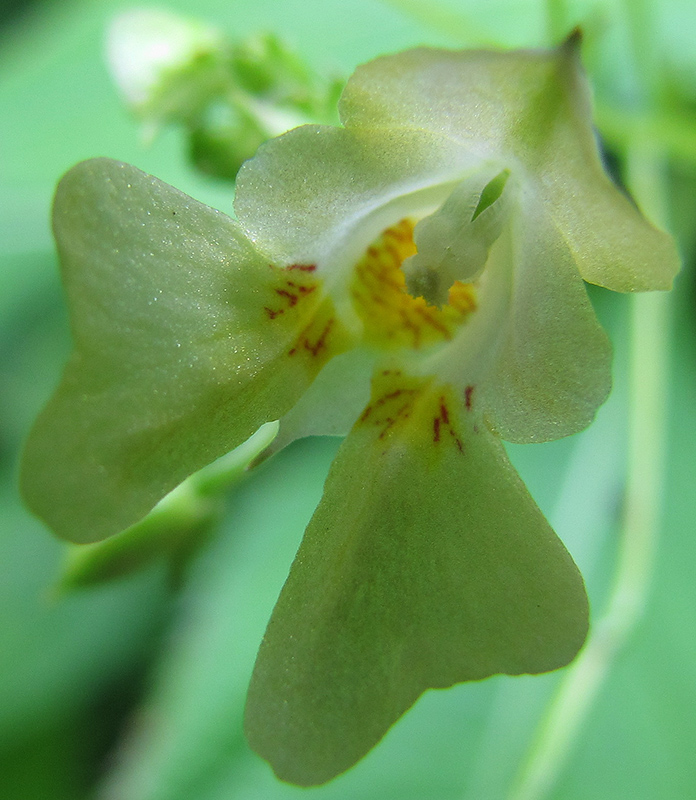 Image of Impatiens parviflora specimen.