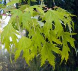 Acer saccharinum