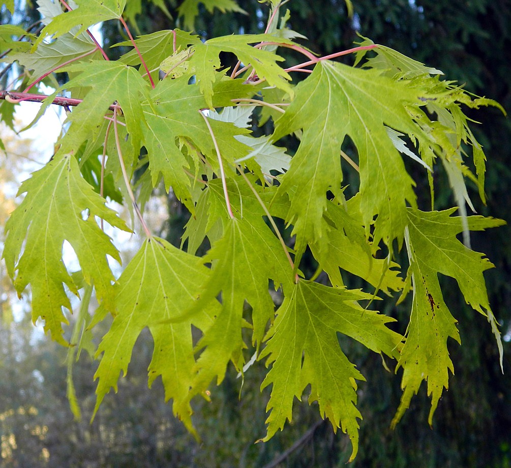 Изображение особи Acer saccharinum.