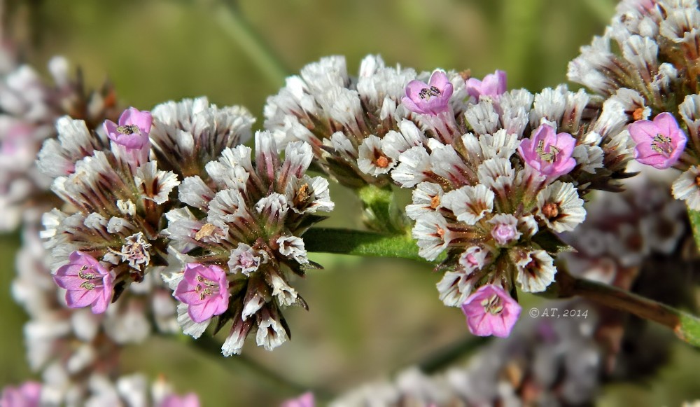 Изображение особи Goniolimon speciosum.