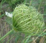 Daucus carota