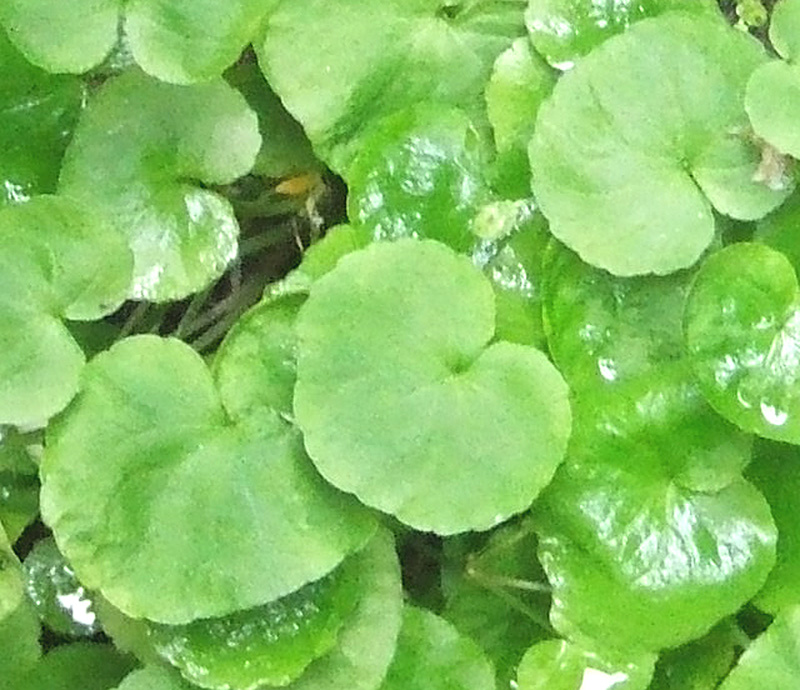 Image of Viola biflora specimen.
