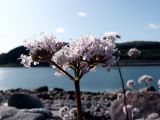 Valeriana sambucifolia