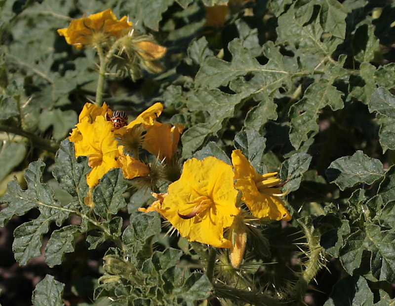 Изображение особи Solanum cornutum.