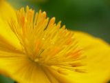 Trollius riederianus