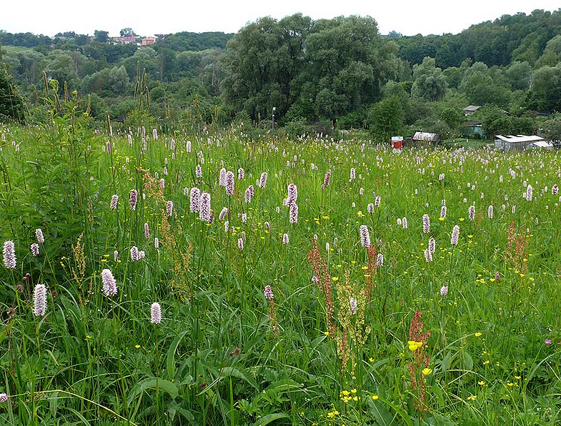 Изображение особи Bistorta officinalis.