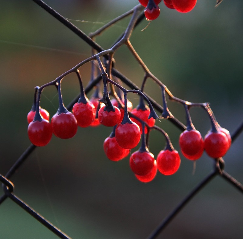 Image of Solanum kitagawae specimen.