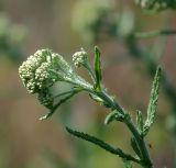 genus Achillea. Верхушка расцветающего растения. Краснодарский край, окр. Новороссийска, обочина дороги в урочище \"Дюрсо\" недалеко от Абрау-Дюрсо. 03.06.2009.