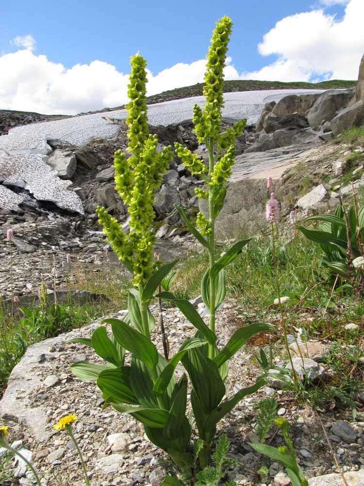 Изображение особи Veratrum lobelianum.