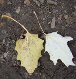 genus Populus