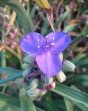 Tradescantia virginiana. Соцветие с бутонами и распустившимся цветком. Крым, Симферополь, ботсад университета. 27 октября 2009 г.