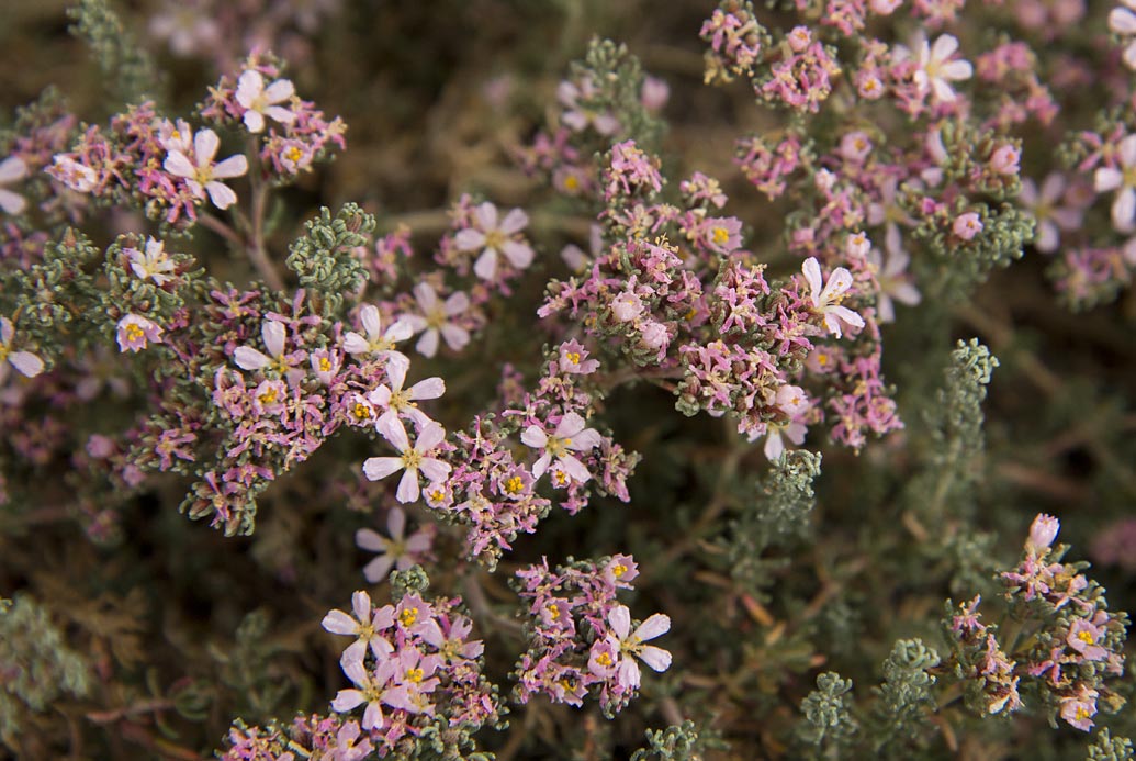 Image of Frankenia laevis specimen.