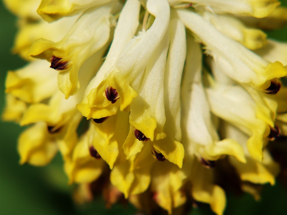 Изображение особи Corydalis nobilis.