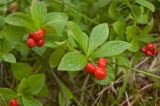 Chamaepericlymenum suecicum. Верхушки побегов с плодами. Карелия, стрелка рек Кутсайоки и Тумчи. 19 августа 2013 г.
