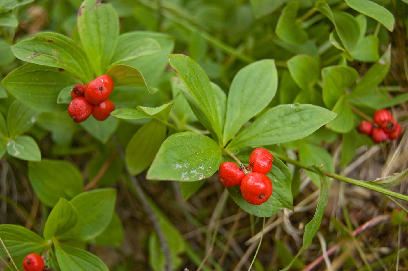 Изображение особи Chamaepericlymenum suecicum.