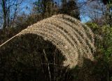 Miscanthus sinensis