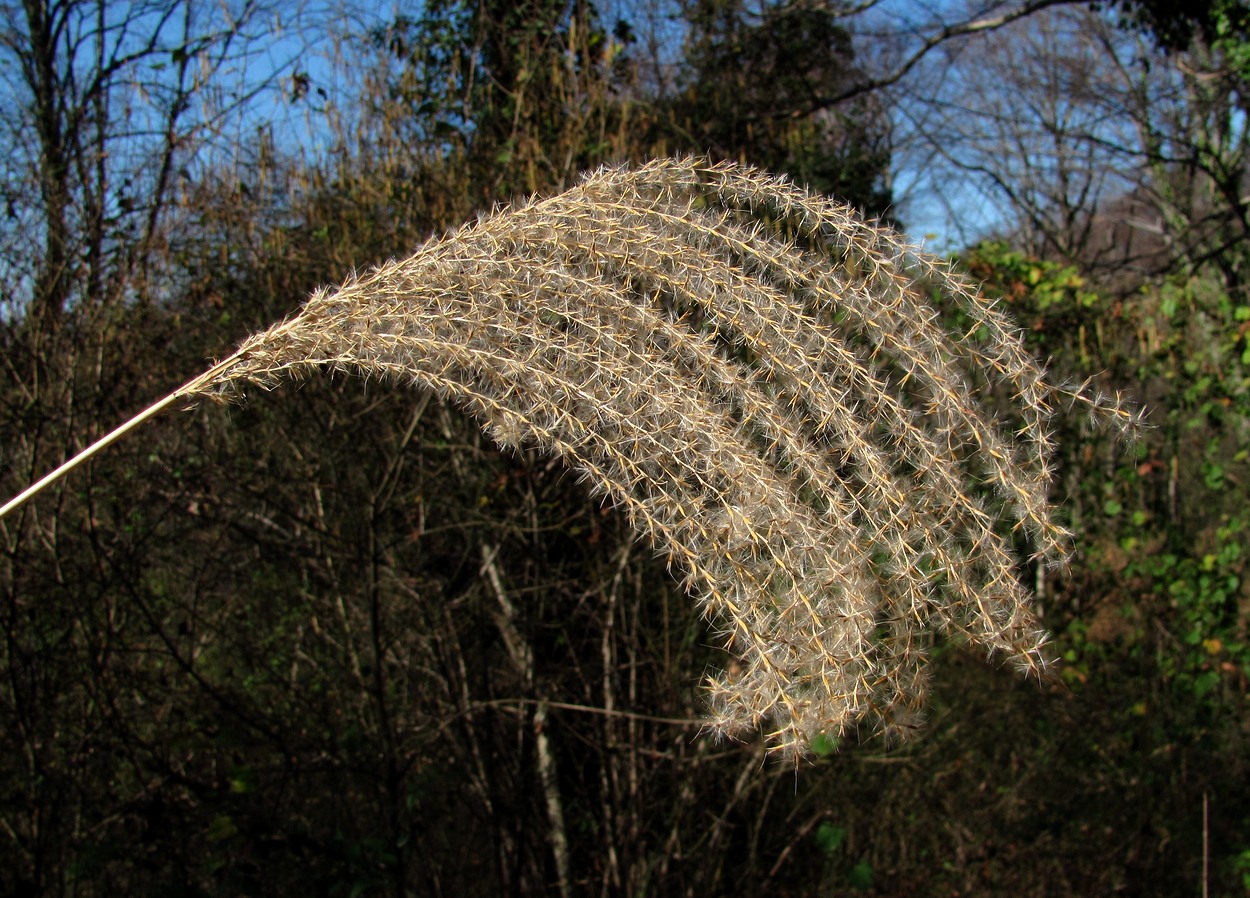 Image of Miscanthus sinensis specimen.