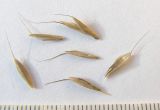 Bromus arvensis