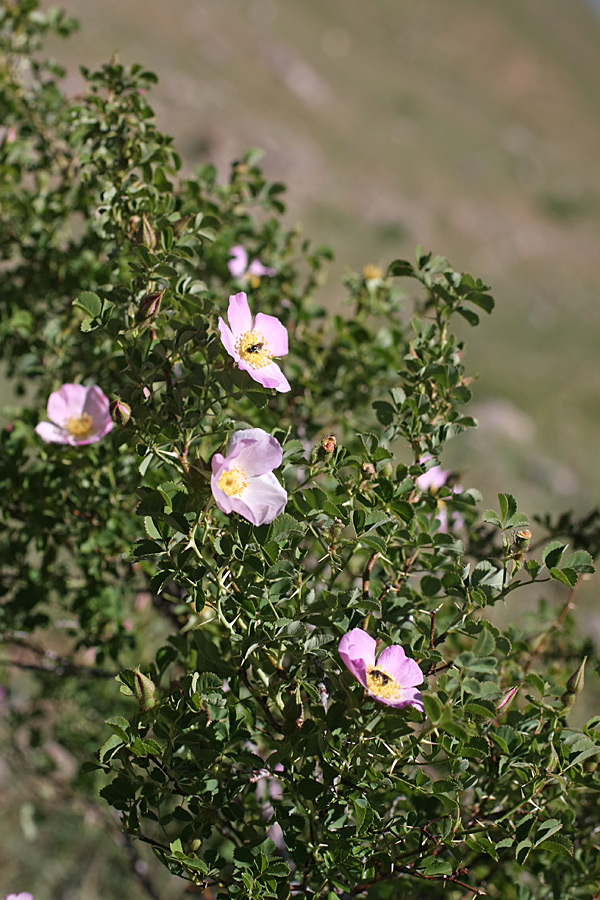 Image of Rosa fedtschenkoana specimen.