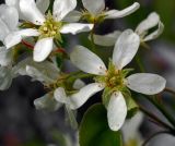 Amelanchier spicata